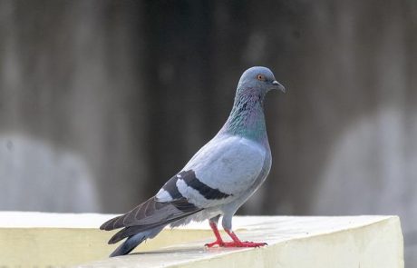איך להרחיק יונים מאדן החלון שלך? 